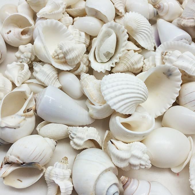 Premium Assorted White Seashells – Natural Decorative Shell Mix for DIY, Crafts & Coastal Decor - Shellkrafts