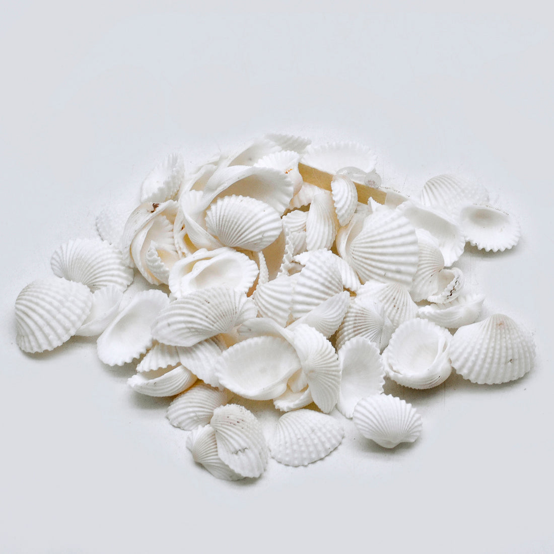 Natural White Scallop Shells – Mini Craft & Decor Collection - Shellkrafts