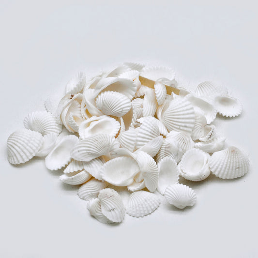 Natural White Scallop Shells – Mini Craft & Decor Collection - Shellkrafts