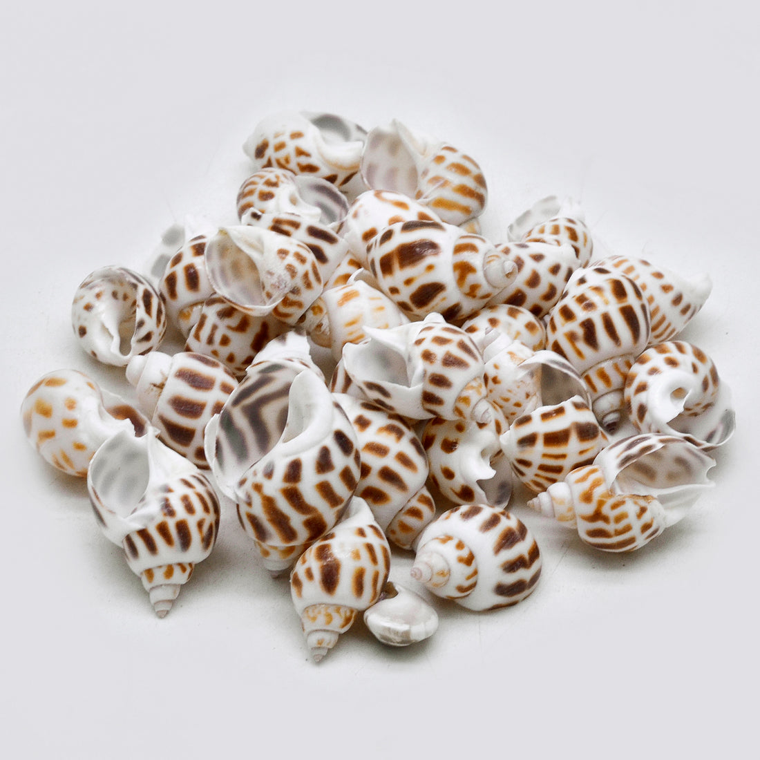 Natural Brown Spotted Babylonia Shells – Craft & Decor Pack - Shellkrafts