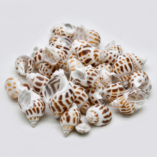 Natural Brown Spotted Babylonia Shells – Craft & Decor Pack - Shellkrafts