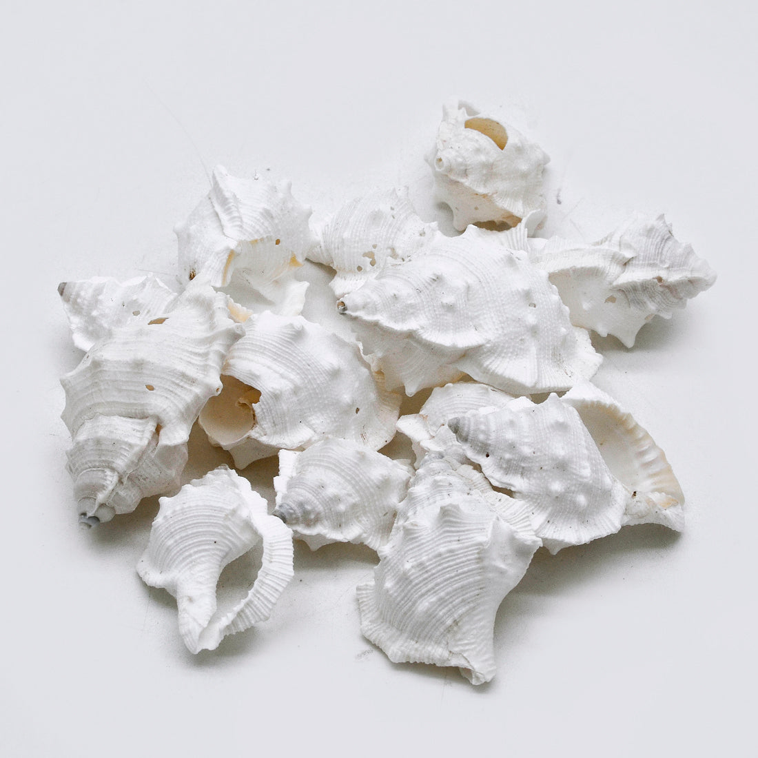 Natural White Murex Shells – Textured Craft & Décor Shells - Shellkrafts