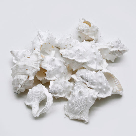 Natural White Murex Shells – Textured Craft & Décor Shells - Shellkrafts
