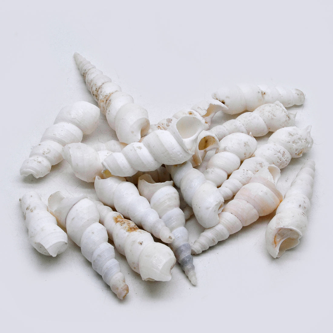 Natural White Spiral Turritella Shells – Craft & Decor Pack - Shellkrafts