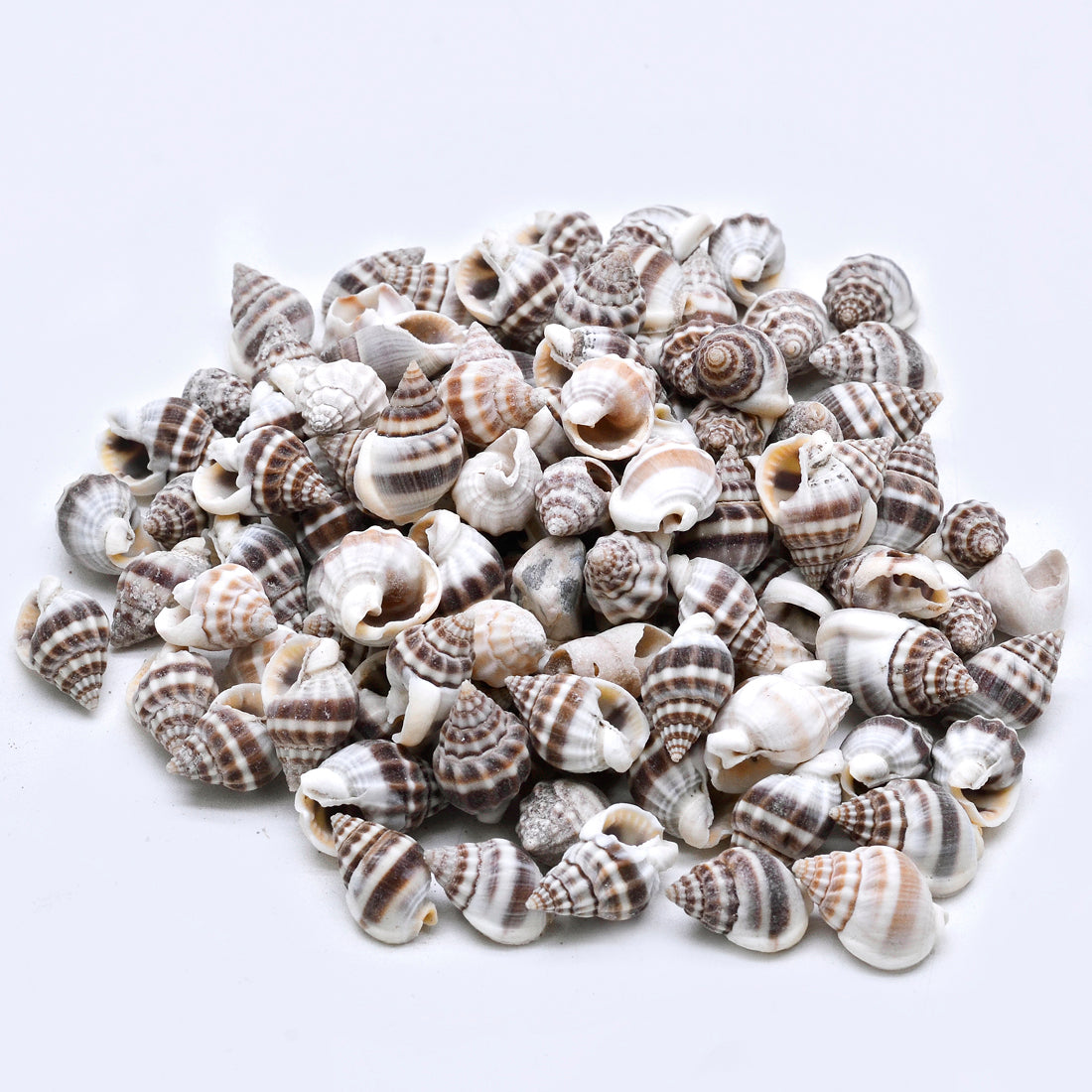 Mini Spiral Zebra Shells – Natural Striped Sea Shells for Craft & Decor - Shellkrafts