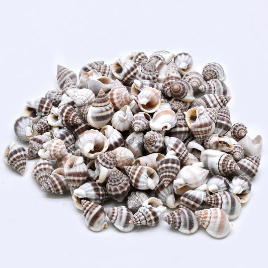 Mini Spiral Zebra Shells – Natural Striped Sea Shells for Craft & Decor - Shellkrafts