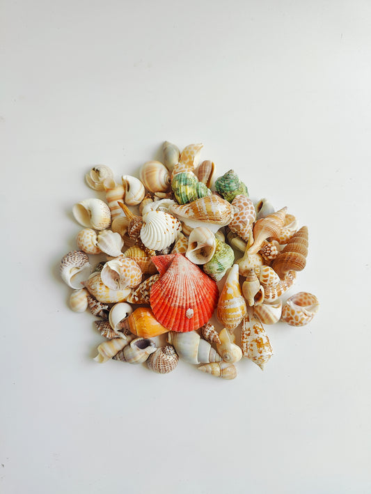 Premium Assorted Natural Mix Sea Shells – Aquarium Decor & DIY Shell Collection 180grms - Shellkrafts