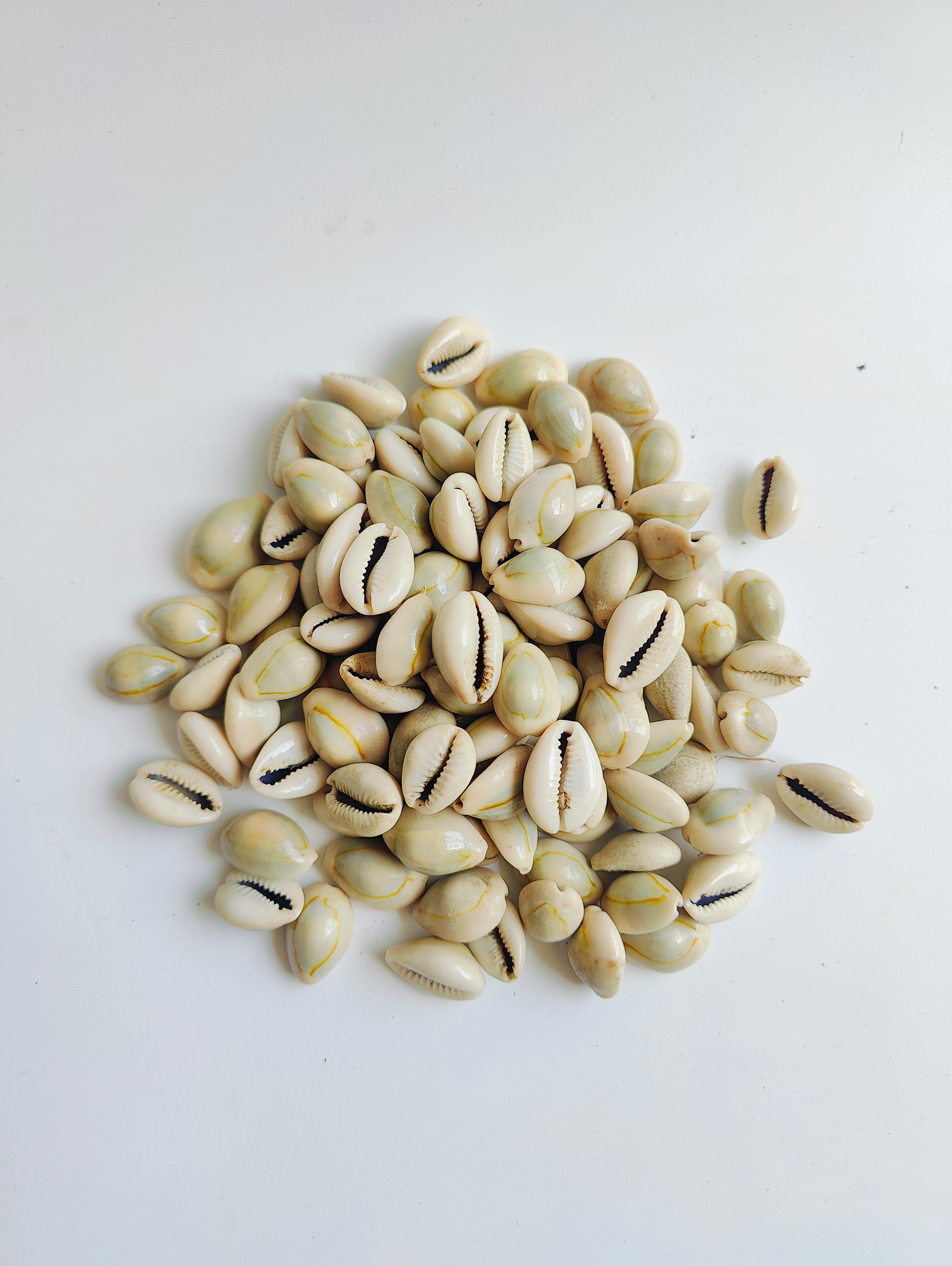 Natural Cowrie Shells – Premium Handpicked Sea Shells for Crafts, Jewelry & Decor - Shellkrafts