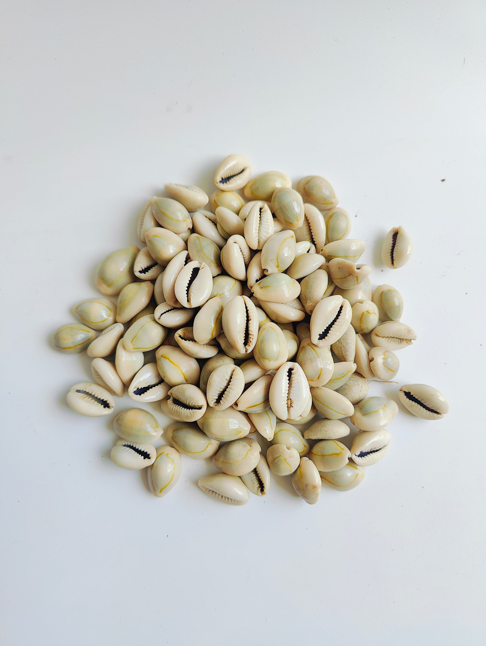 Natural Cowrie Shells – Premium Handpicked Sea Shells for Crafts, Jewelry & Decor - Shellkrafts