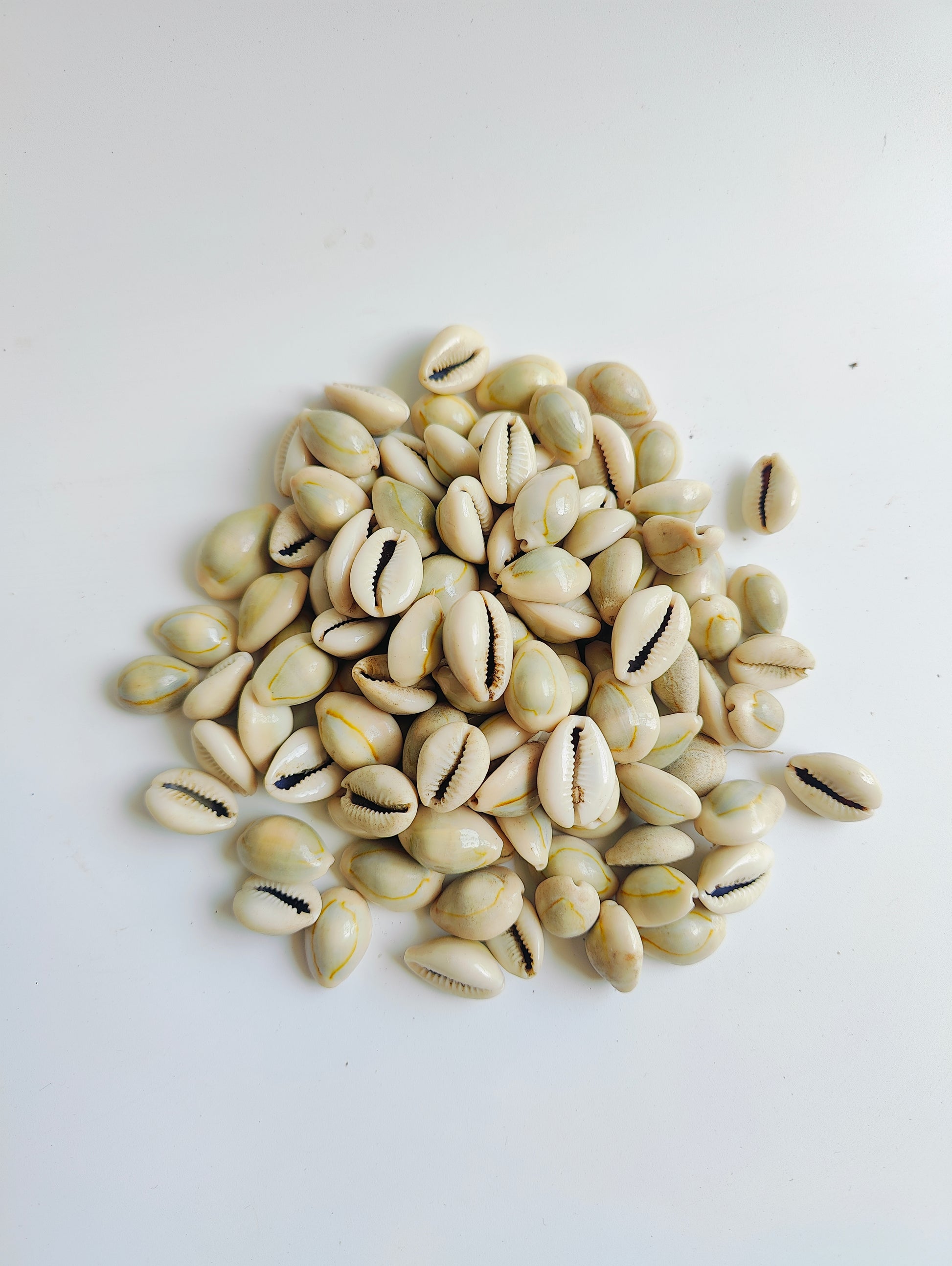 Natural Cowrie Shells – Premium Handpicked Sea Shells for Crafts, Jewelry & Decor - Shellkrafts