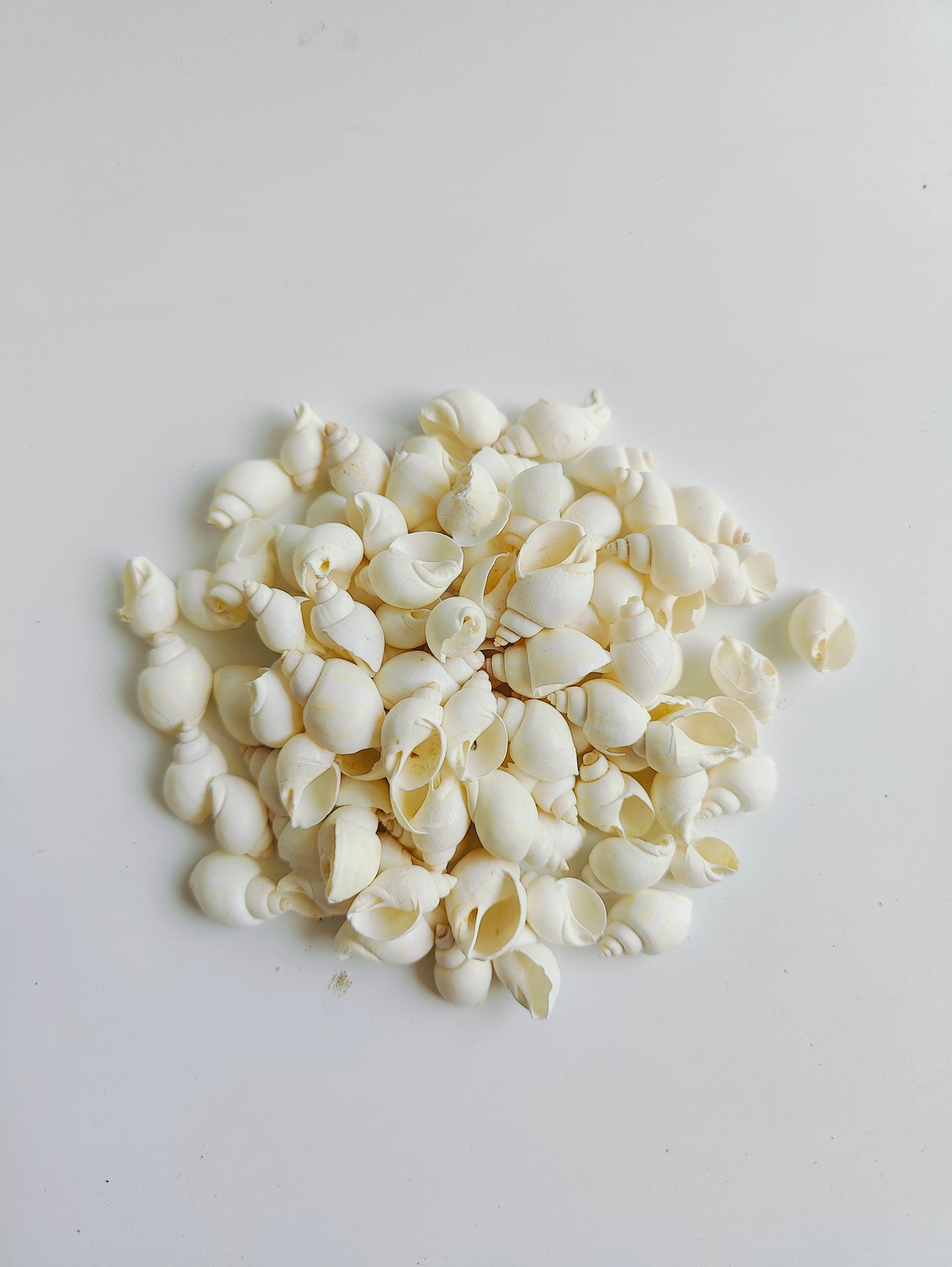 Natural White Sea Shells – Premium Mini Shells for Crafts, Jewelry & Home Décor 180grms