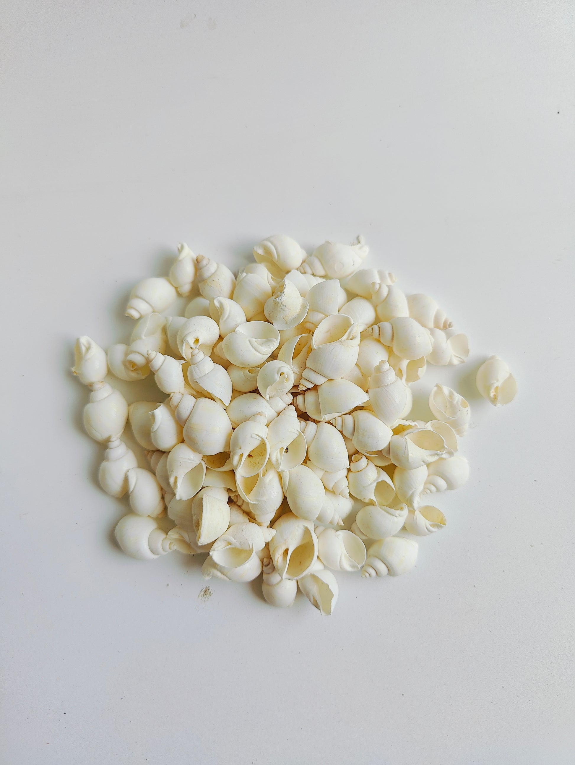 Natural White Sea Shells – Premium Mini Shells for Crafts, Jewelry & Home Décor 180grms - Shellkrafts