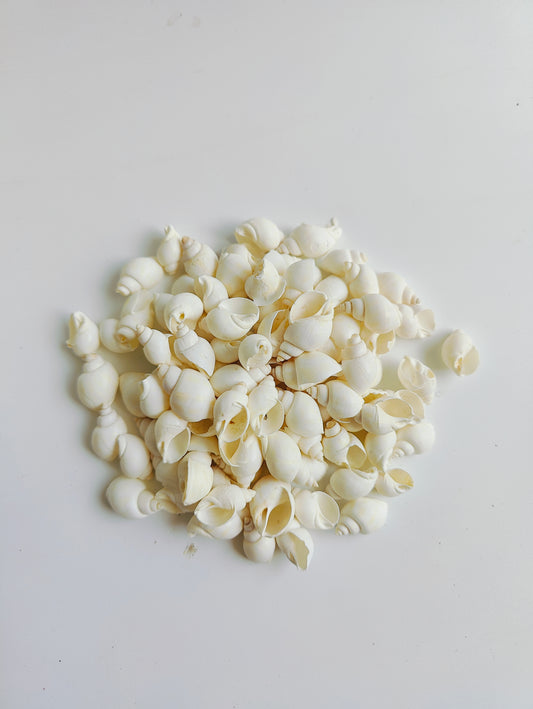 Natural White Sea Shells – Premium Mini Shells for Crafts, Jewelry & Home Décor 180grms - Shellkrafts