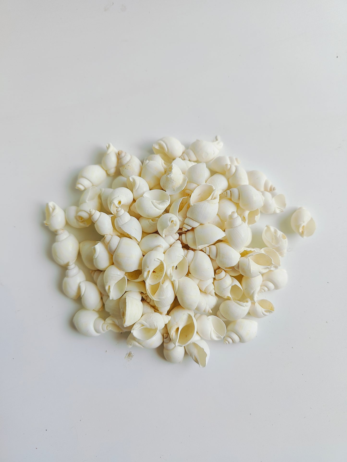 Natural White Sea Shells – Premium Mini Shells for Crafts, Jewelry & Home Décor 180grms
