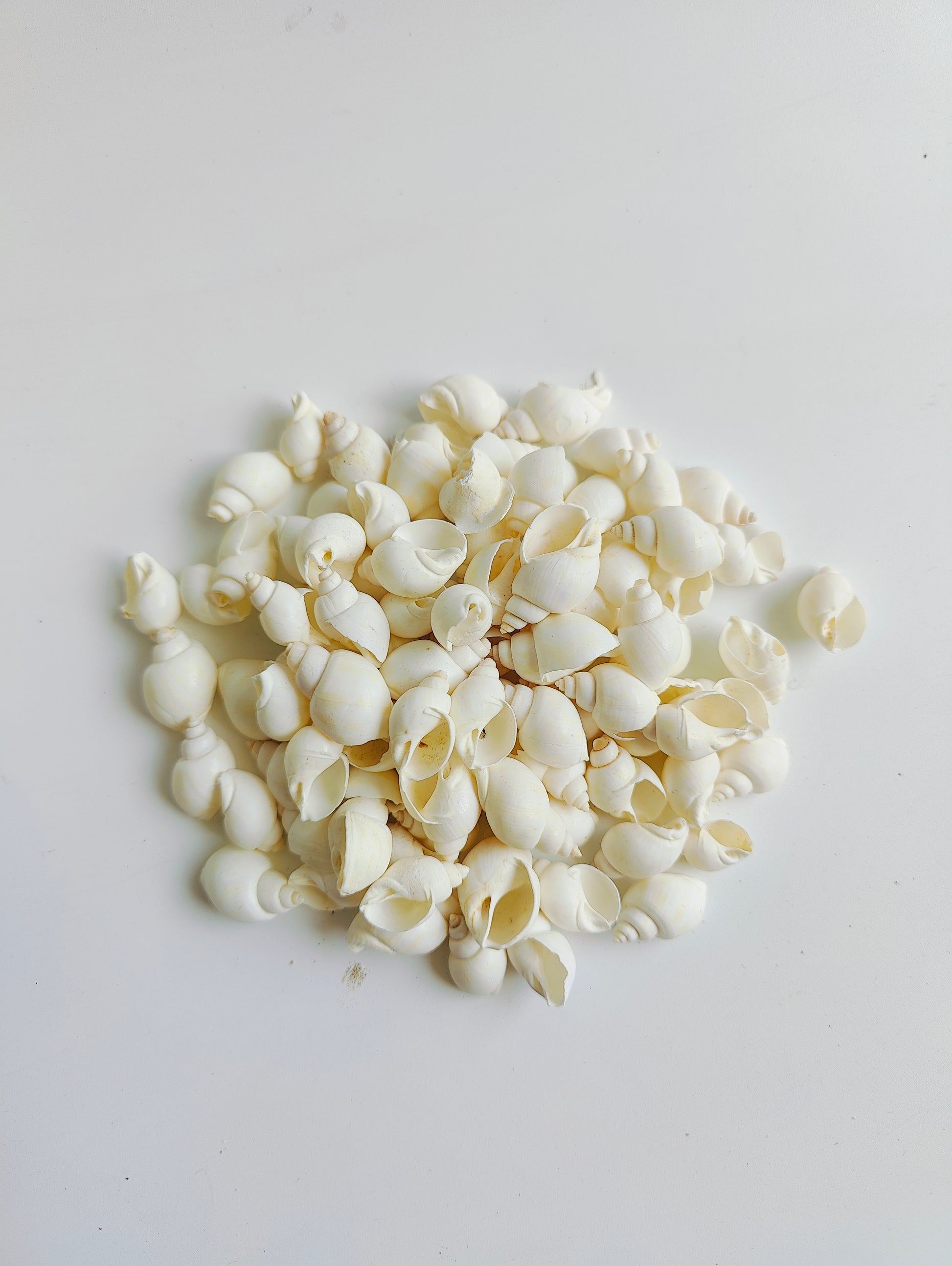 Natural White Sea Shells – Premium Mini Shells for Crafts, Jewelry & Home Décor 180grms - Shellkrafts