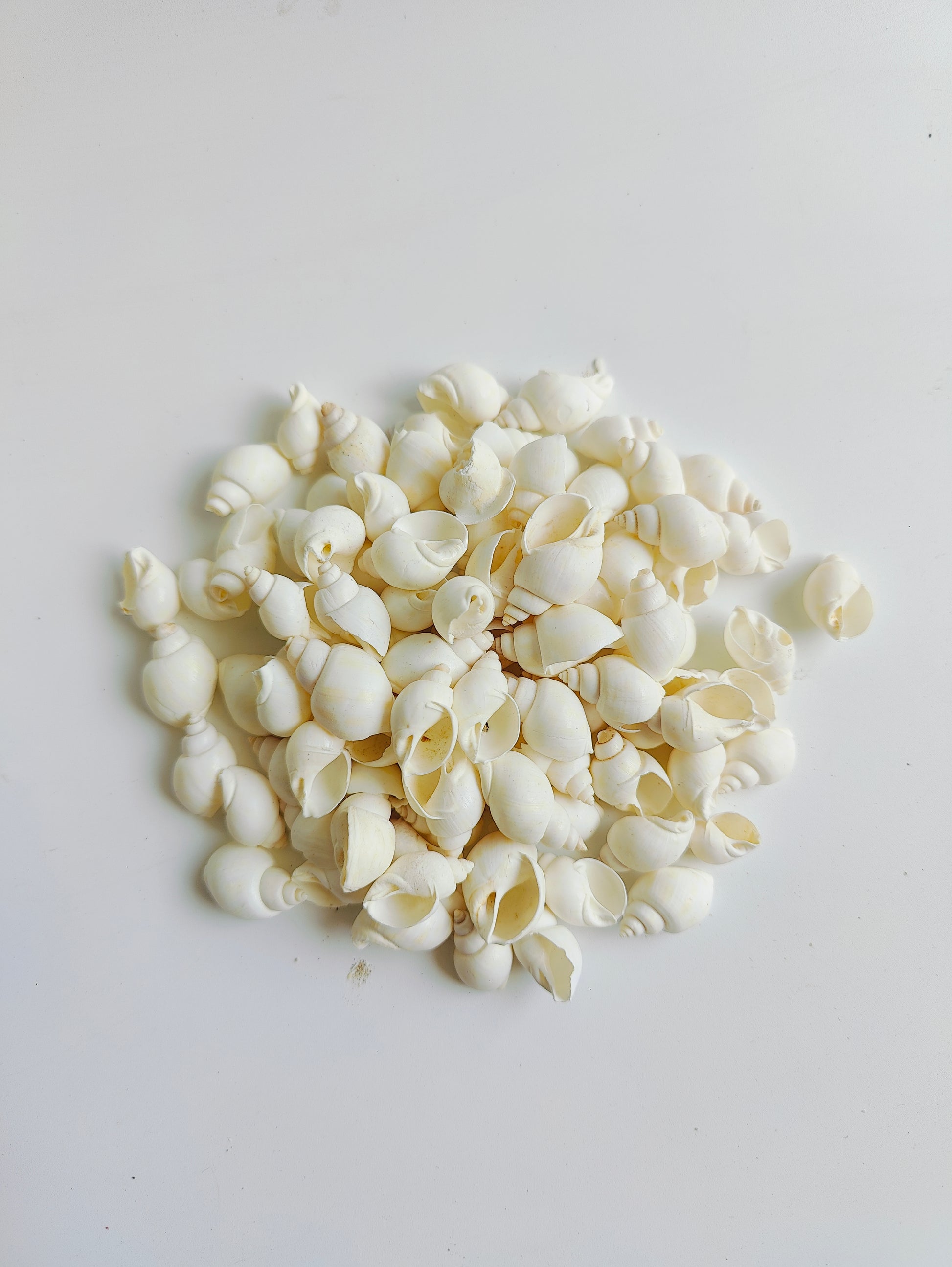Natural White Sea Shells – Premium Mini Shells for Crafts, Jewelry & Home Décor 180grms - Shellkrafts