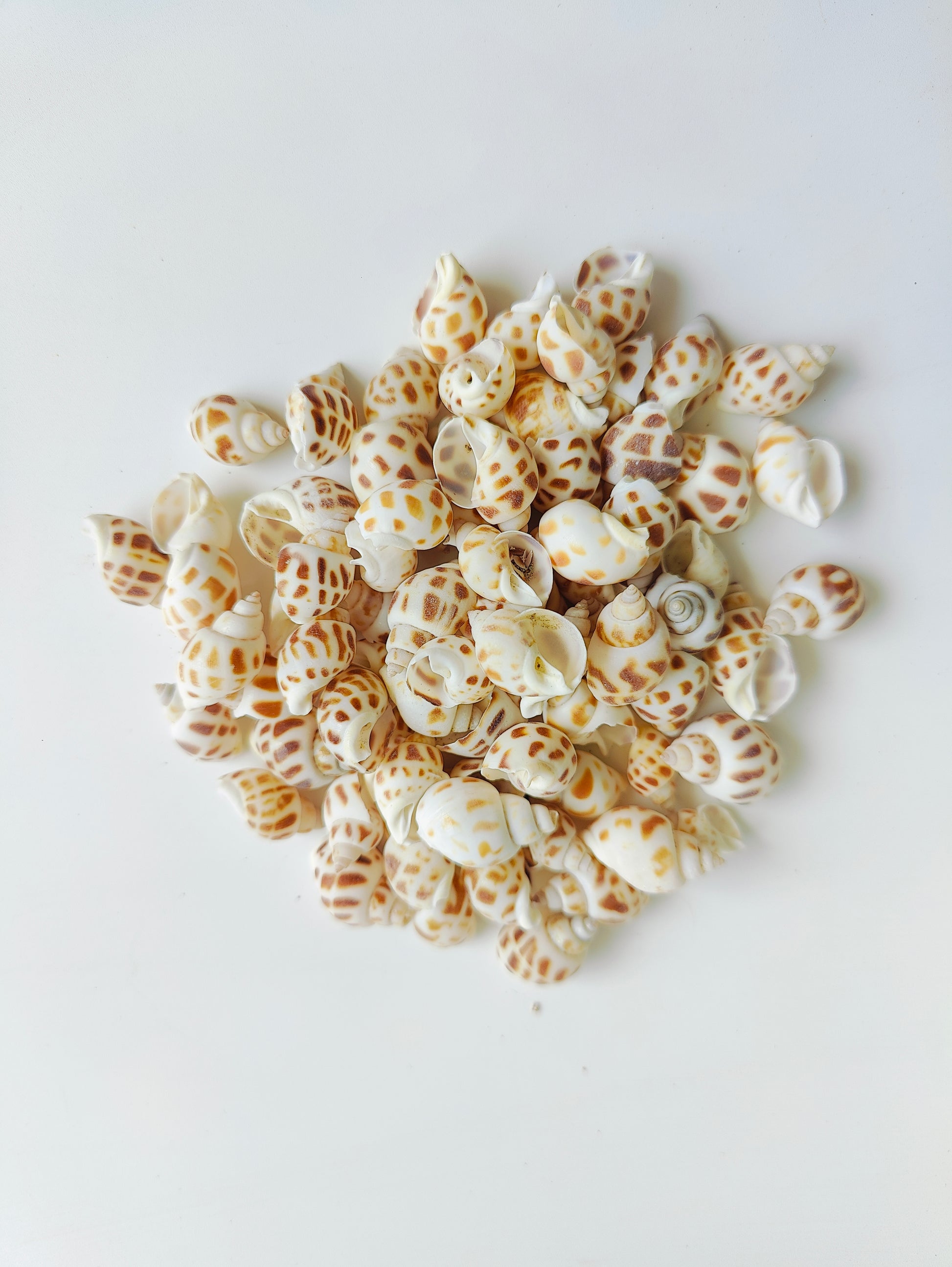 Spotted Babylonia Sea Shells – Natural Craft & Aquairum Décor Shells for DIY, Jewelry & Art 180grms - Shellkrafts