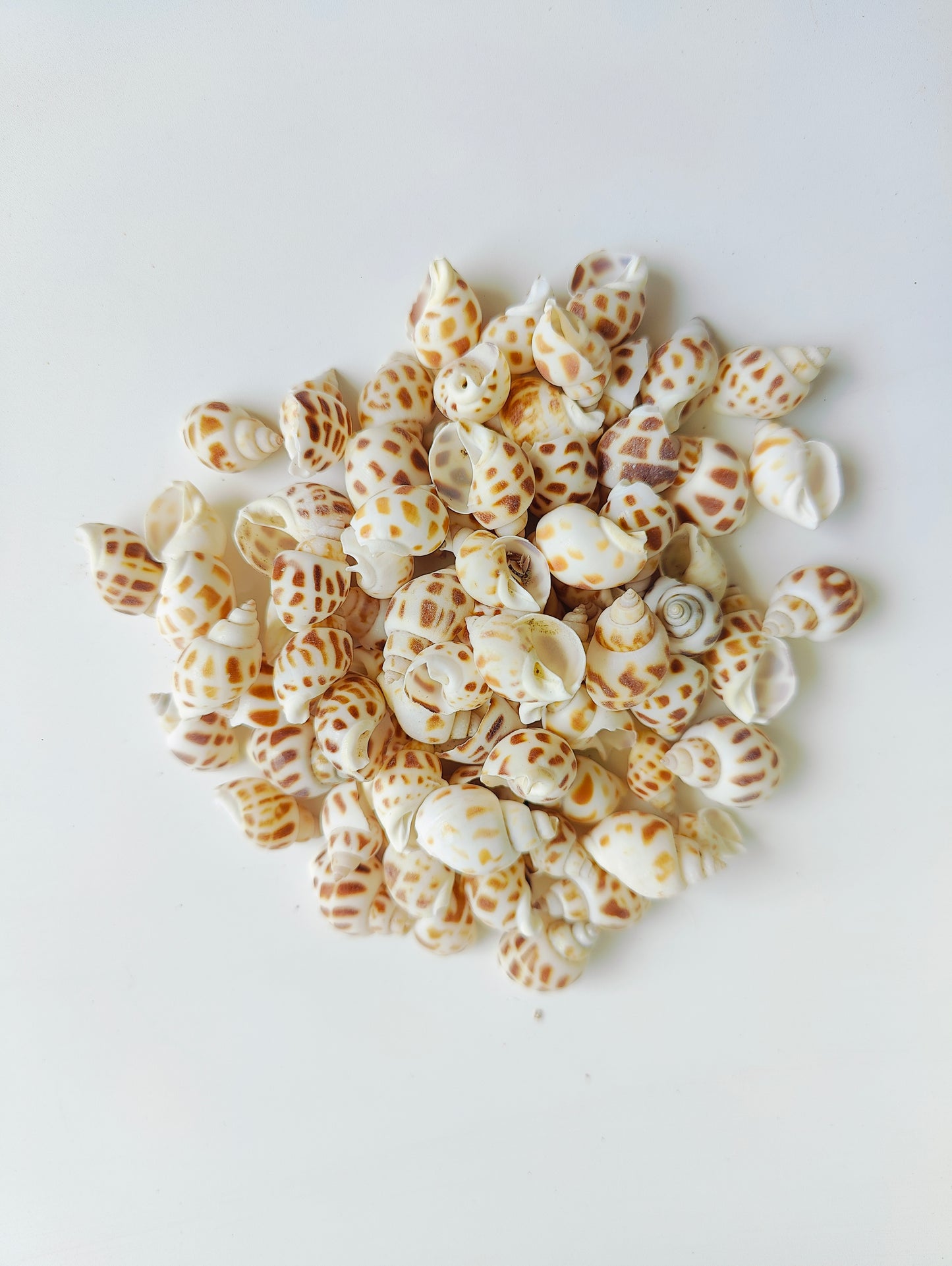 Spotted Babylonia Sea Shells – Natural Craft & Aquairum Décor Shells for DIY, Jewelry & Art 180grms