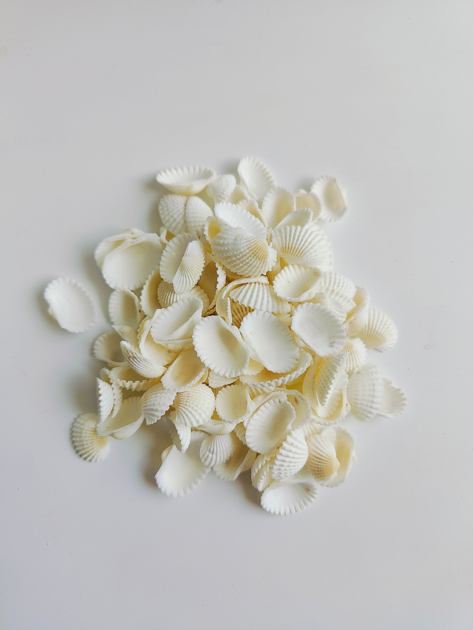 Natural White Sea Shells – Premium Craft & Aquarium Décor Shells for DIY, Jewelry & Art - Shellkrafts