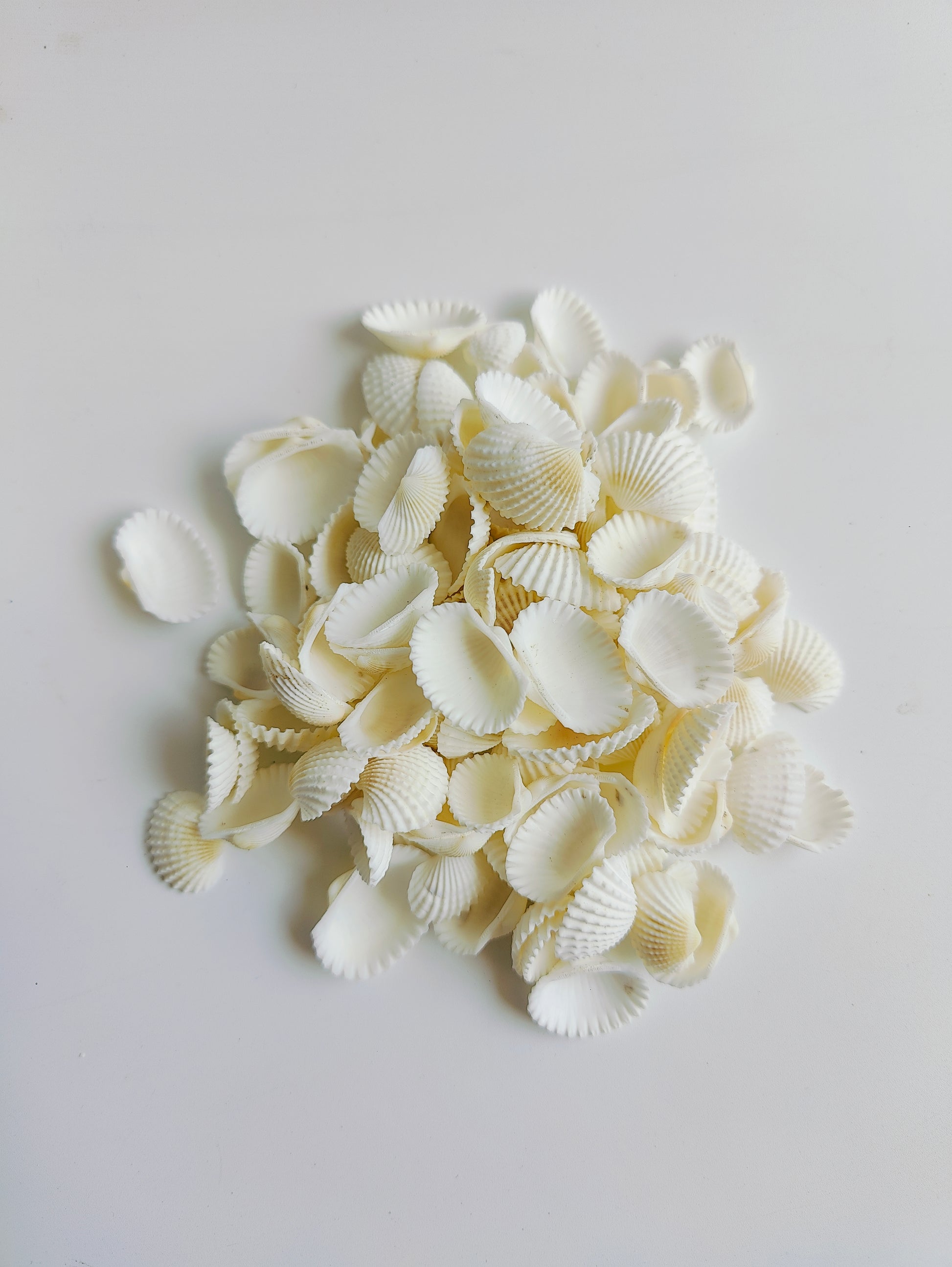 Natural White Sea Shells – Premium Craft & Aquarium Décor Shells for DIY, Jewelry & Art - Shellkrafts