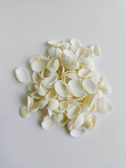 Natural White Sea Shells – Premium Craft & Aquarium Décor Shells for DIY, Jewelry & Art - Shellkrafts