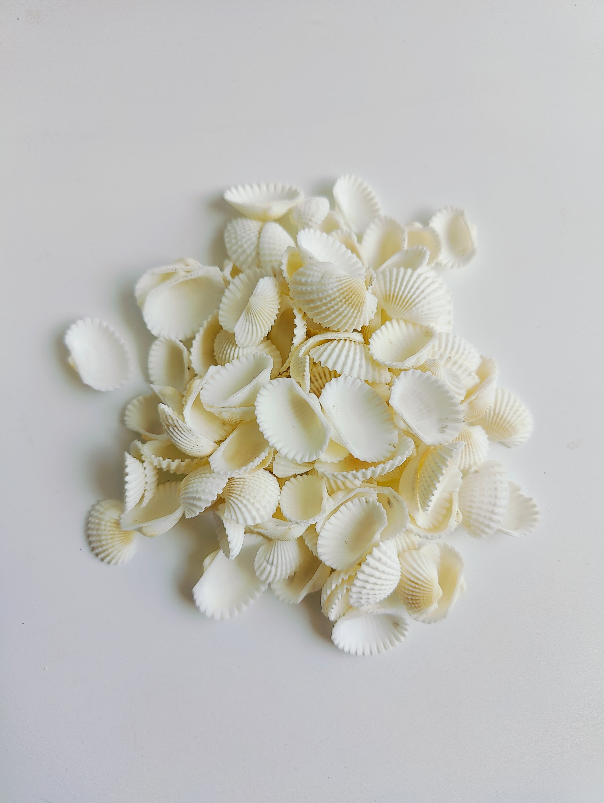 Natural White Sea Shells – Premium Craft & Aquarium Décor Shells for DIY, Jewelry & Art - Shellkrafts