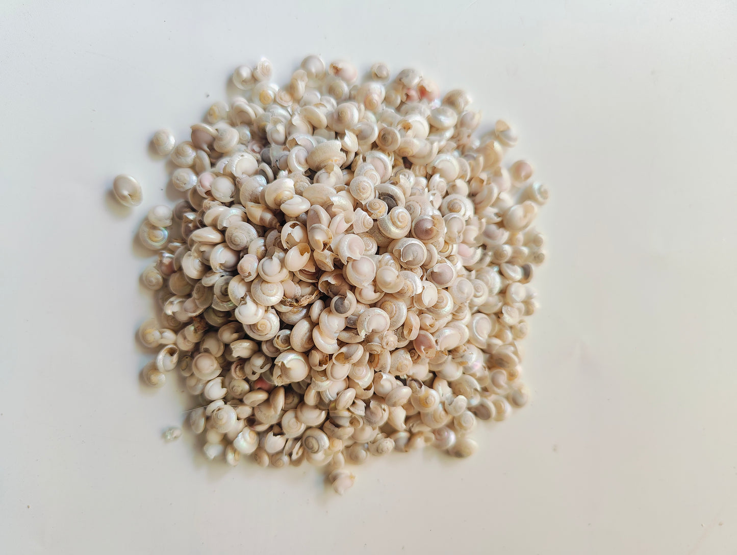 Natural silver beads Sea Shells – Coastal Charm for Crafts, Decor & DIY Projects - Shellkrafts