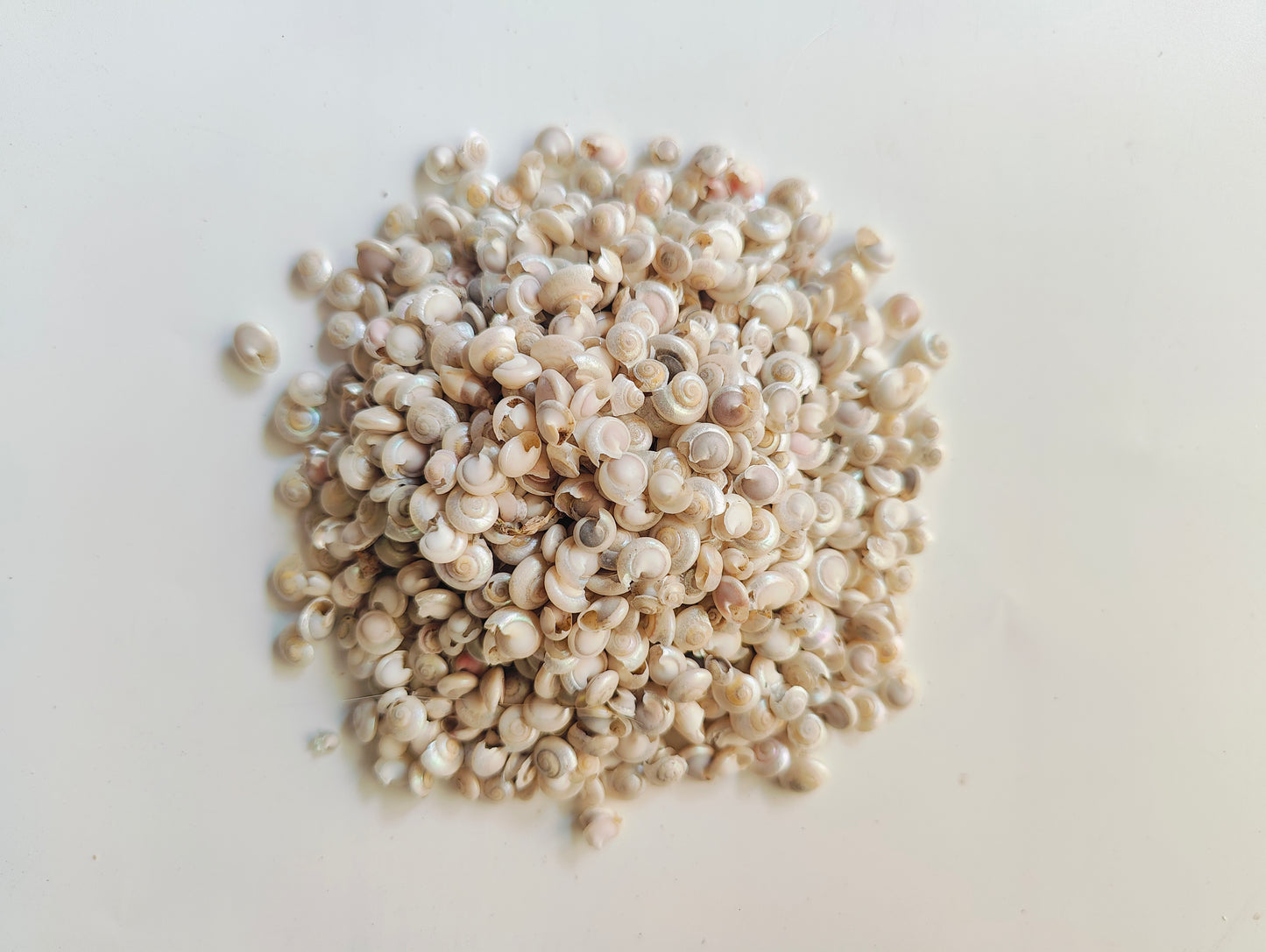 Natural silver beads Sea Shells – Coastal Charm for Crafts, Decor & DIY Projects - Shellkrafts