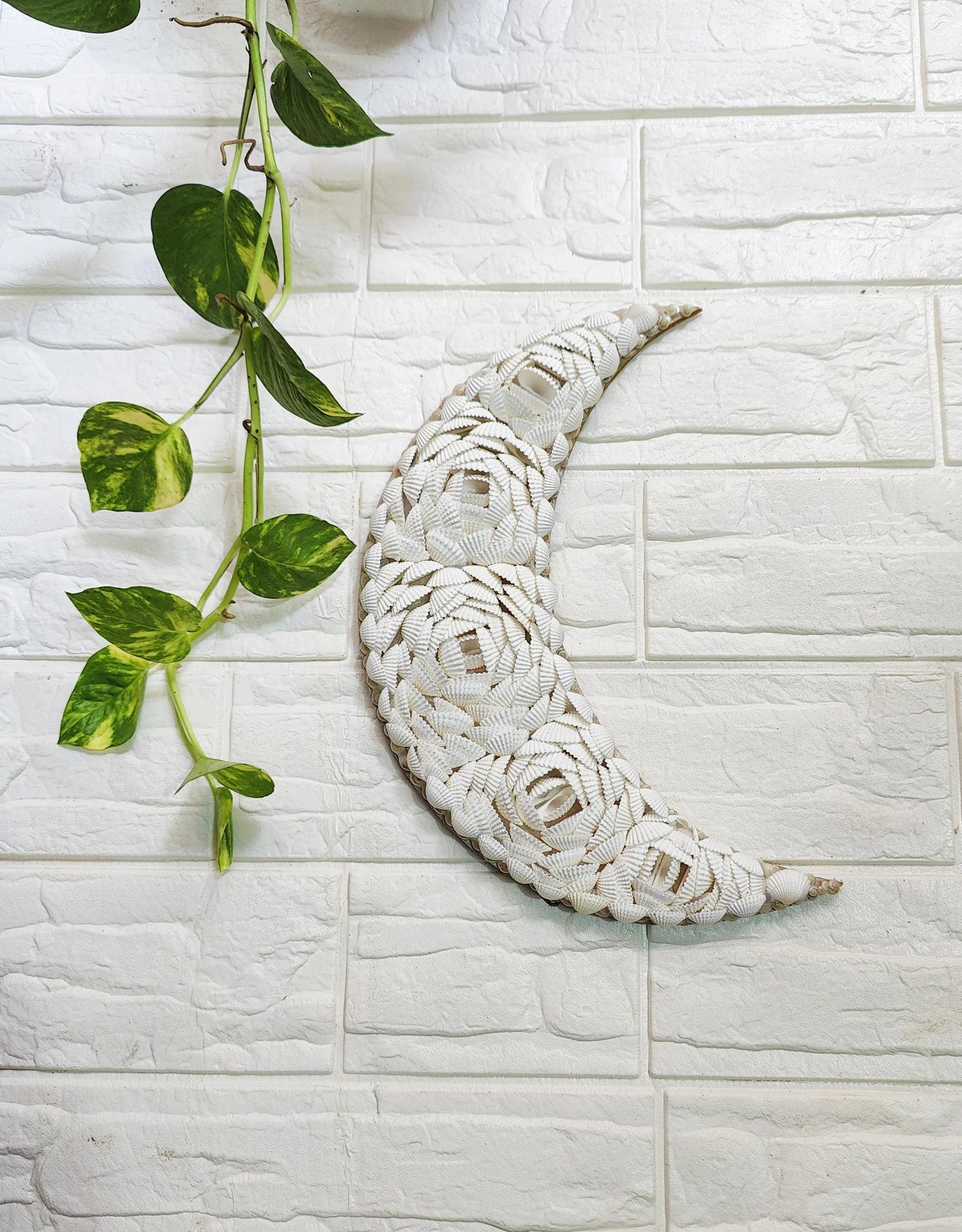 Shellkrafts Crenscent Moon Hanger|Wall hanging 12inch - Shellkrafts