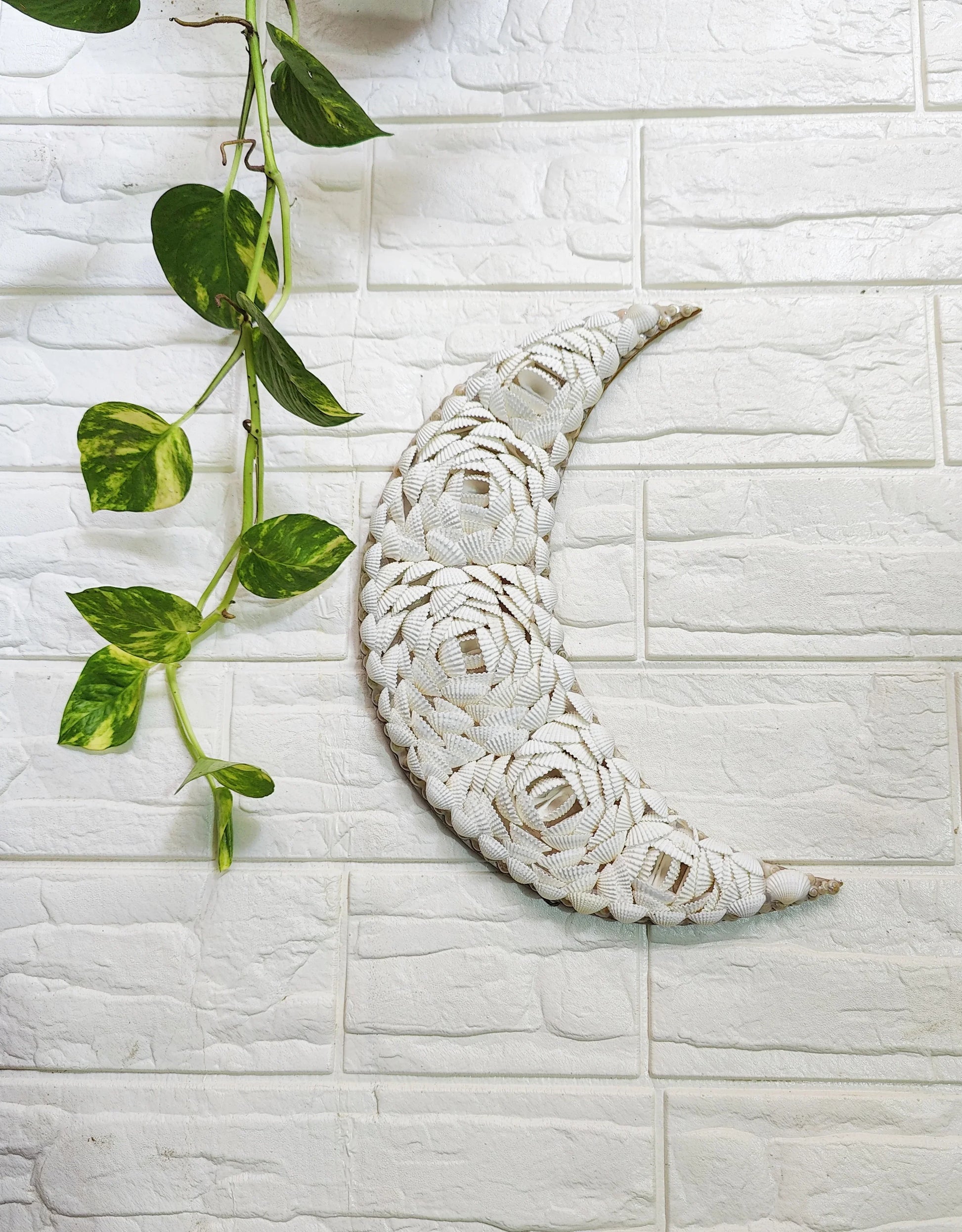 Shellkrafts Crenscent Moon Hanger|Wall hanging 12inch - Shellkrafts