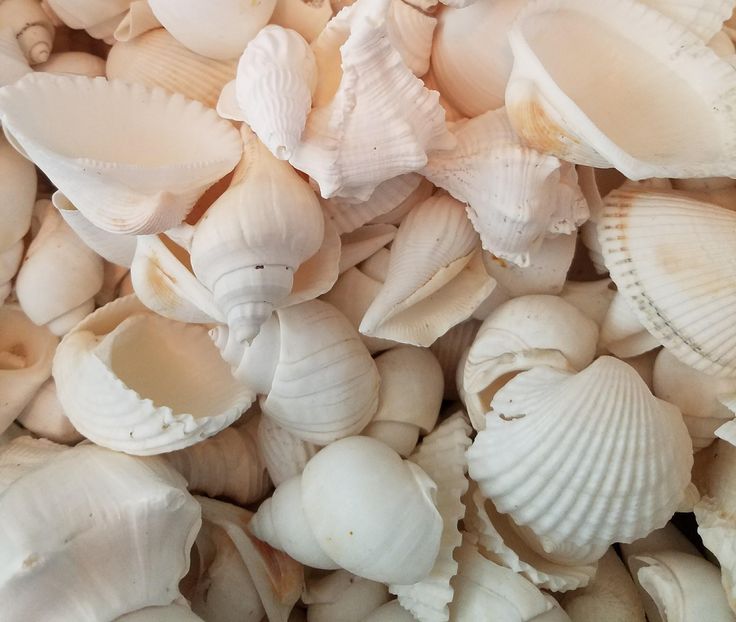 Premium Assorted White Seashells – Natural Decorative Shell Mix for DIY, Crafts & Coastal Decor - Shellkrafts