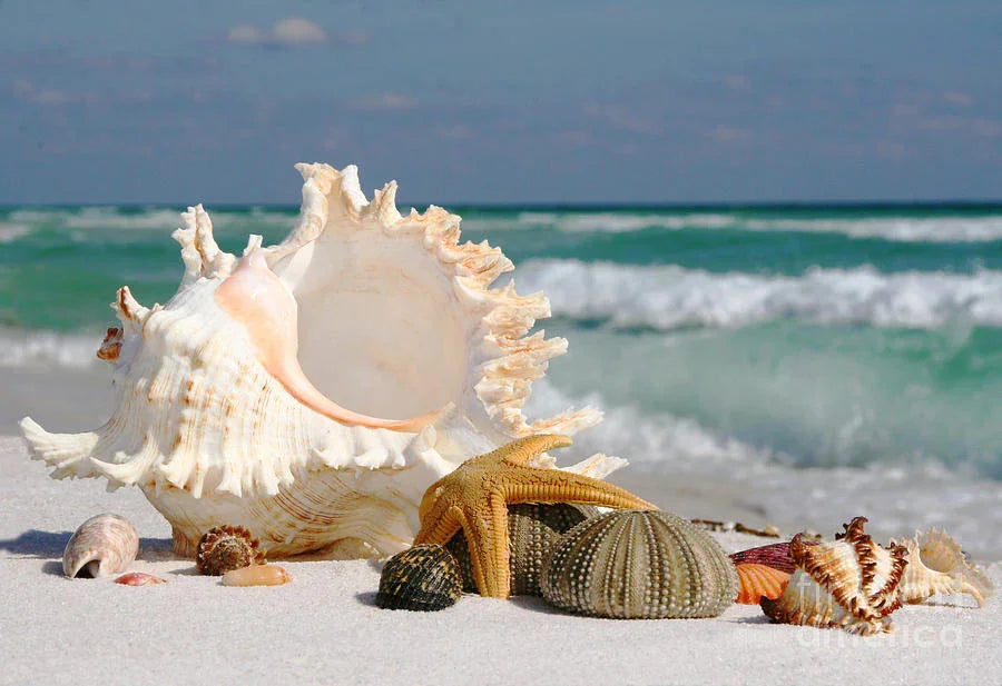 Transform Your Space with Sea Shell Decor: A Coastal Touch for Every H ...
