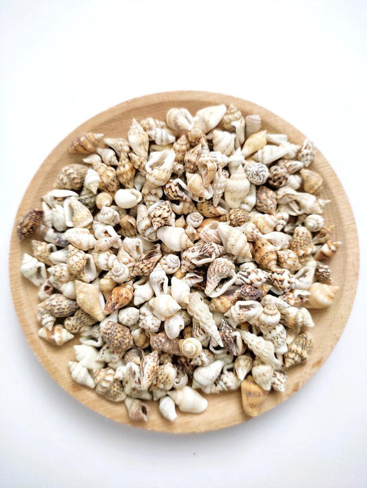 Natural Mixed Mini Seashells for DIY Crafts, Jewelry Making & Coastal Home Decor - Shellkrafts