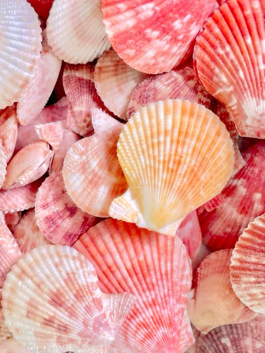 Natural Colorful Scallop Seashells for DIY Crafts, Home Decor & Seashell Art - Shellkrafts