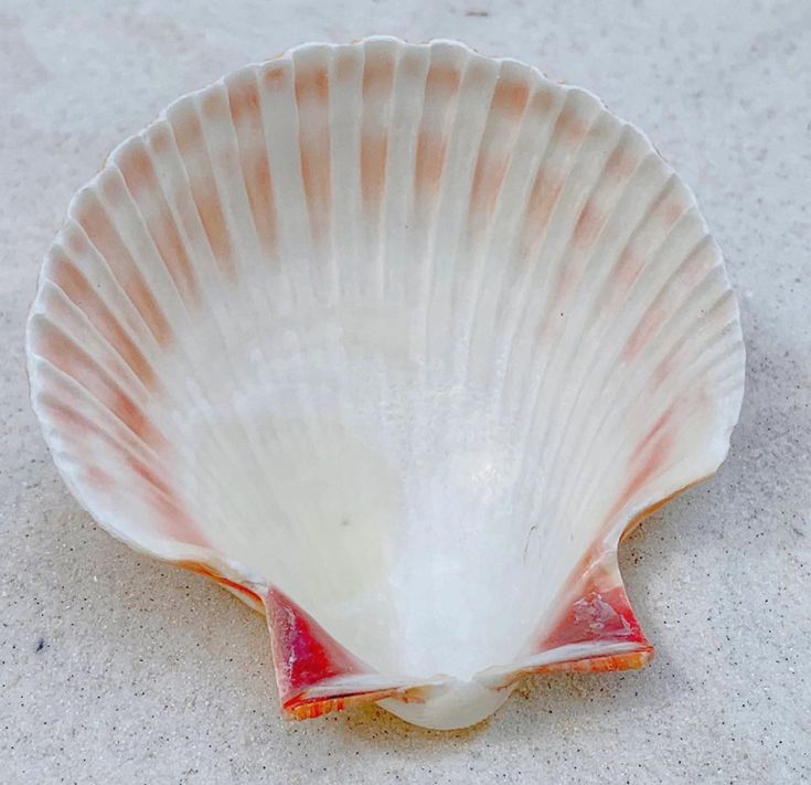 Scallop Sea shell Pack of 2 - Shellkrafts