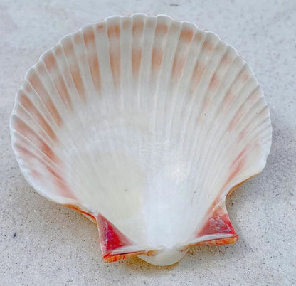 Scallop Sea shell Pack of 2 - Shellkrafts