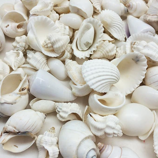 Premium Assorted White Seashells – Natural Decorative Shell Mix for DIY, Crafts & Coastal Decor - Shellkrafts