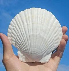 Scallop Sea shell Pack of 2 - Shellkrafts