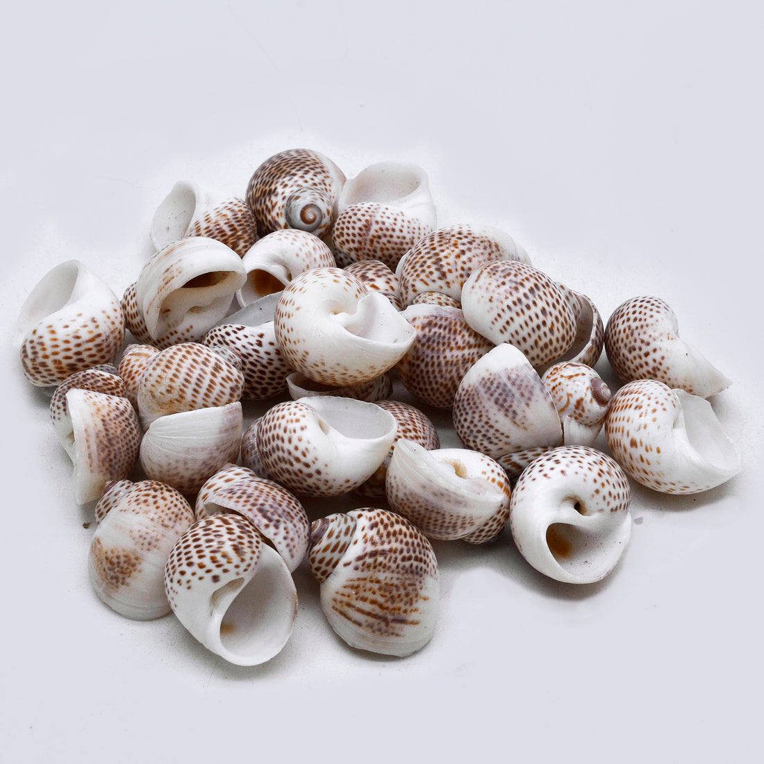 Mini round dotted Shells – Natural Striped Sea Shells for Craft & Decor - Shellkrafts