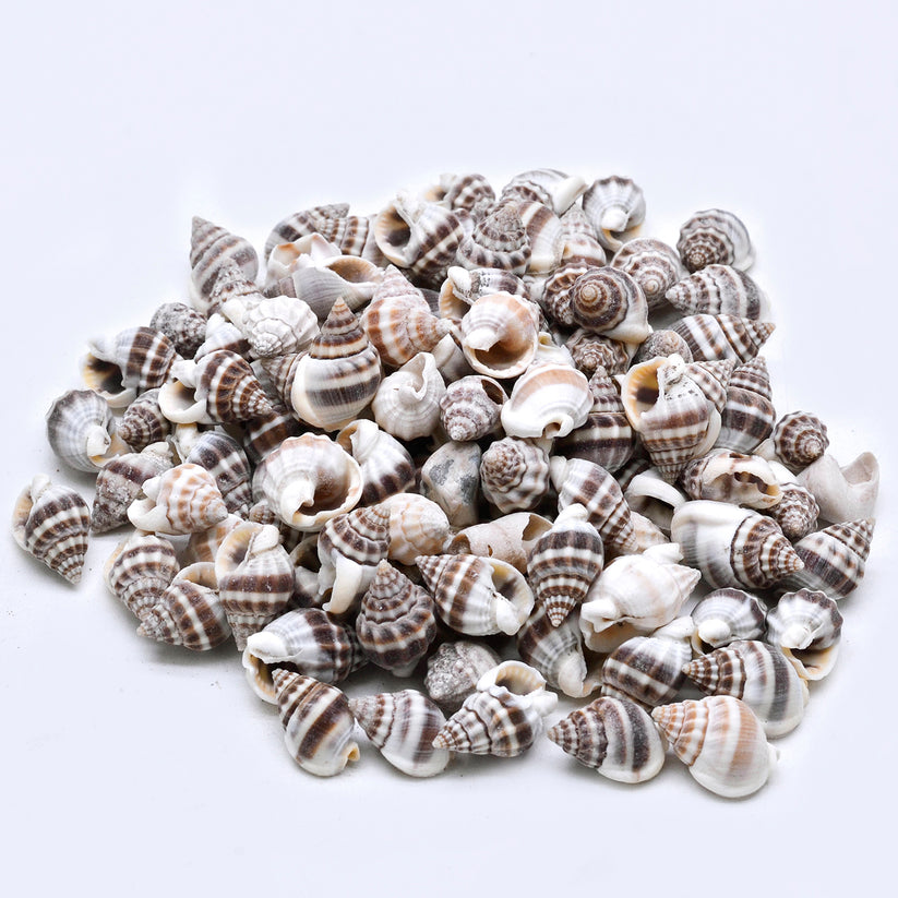 Mini Spiral Zebra Shells – Natural Striped Sea Shells for Craft & Deco ...