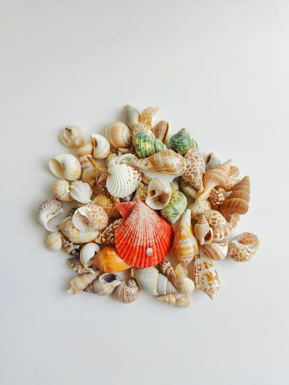 Premium Assorted Natural Mix Sea Shells – Aquarium Decor & DIY Shell Collection 180grms - Shellkrafts