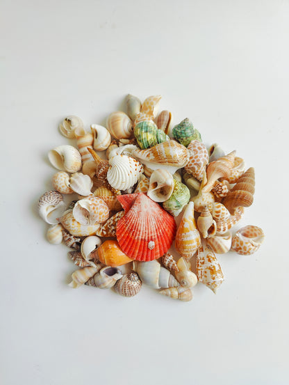 Premium Assorted Natural Mix Sea Shells – Aquarium Decor & DIY Shell Collection 180grms - Shellkrafts