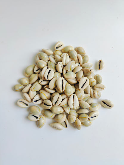 Natural Cowrie Shells – Premium Handpicked Sea Shells for Crafts, Jewelry & Decor - Shellkrafts