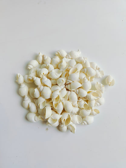 Natural White Sea Shells – Premium Mini Shells for Crafts, Jewelry & Home Décor 180grms - Shellkrafts