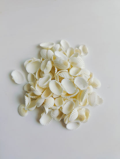 Natural White Sea Shells – Premium Craft & Aquarium Décor Shells for DIY, Jewelry & Art - Shellkrafts