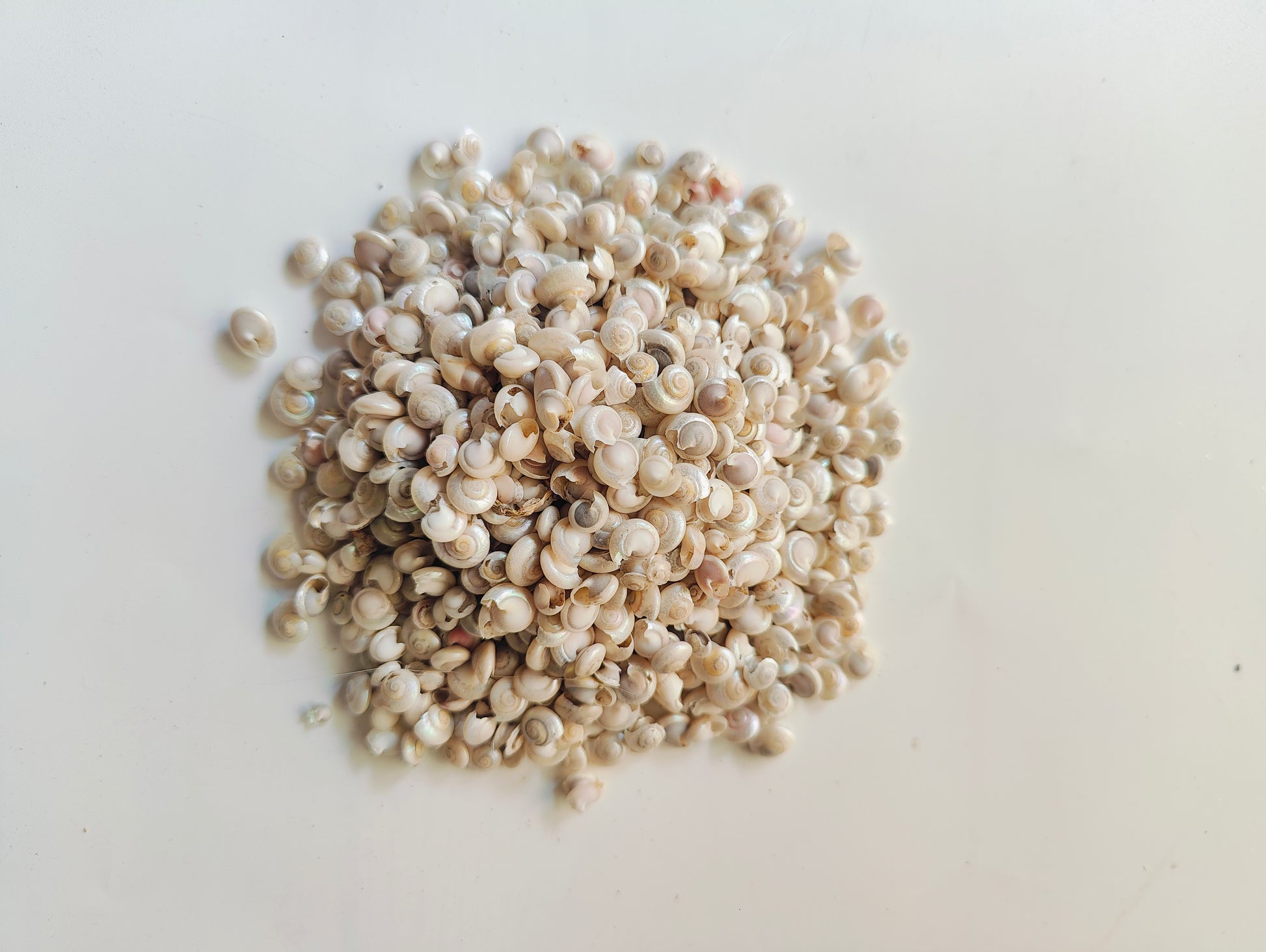 Natural silver beads Sea Shells – Coastal Charm for Crafts, Decor & DIY Projects - Shellkrafts