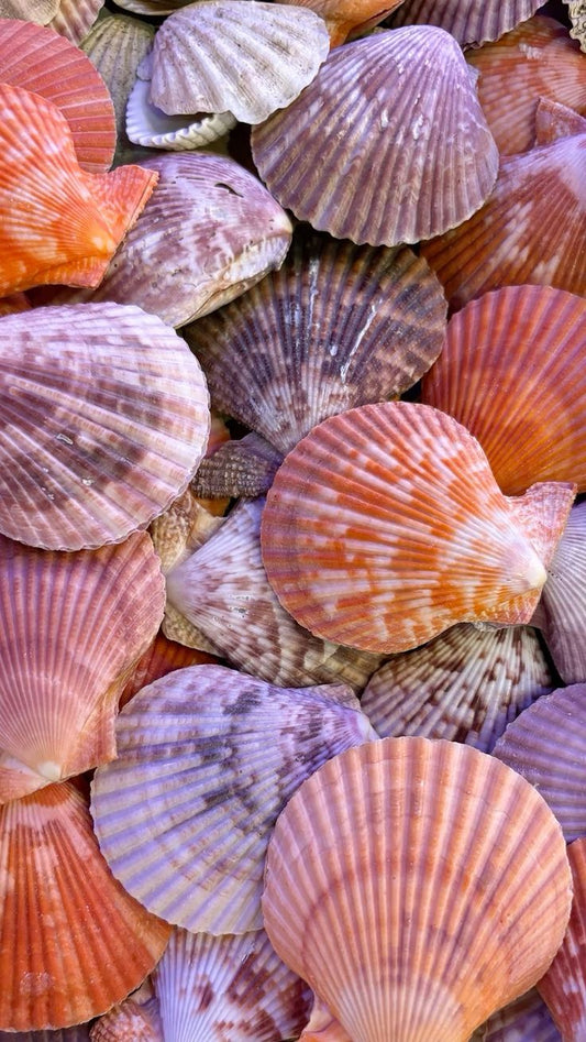 Natural Colorful Scallop Seashells for DIY Crafts, Home Decor & Seashell Art - Shellkrafts
