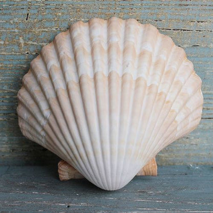 Scallop Sea shell Pack of 2 - Shellkrafts