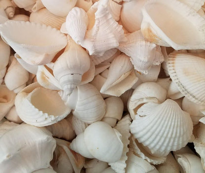 Premium Assorted White Seashells – Natural Decorative Shell Mix for DIY, Crafts & Coastal Decor - Shellkrafts